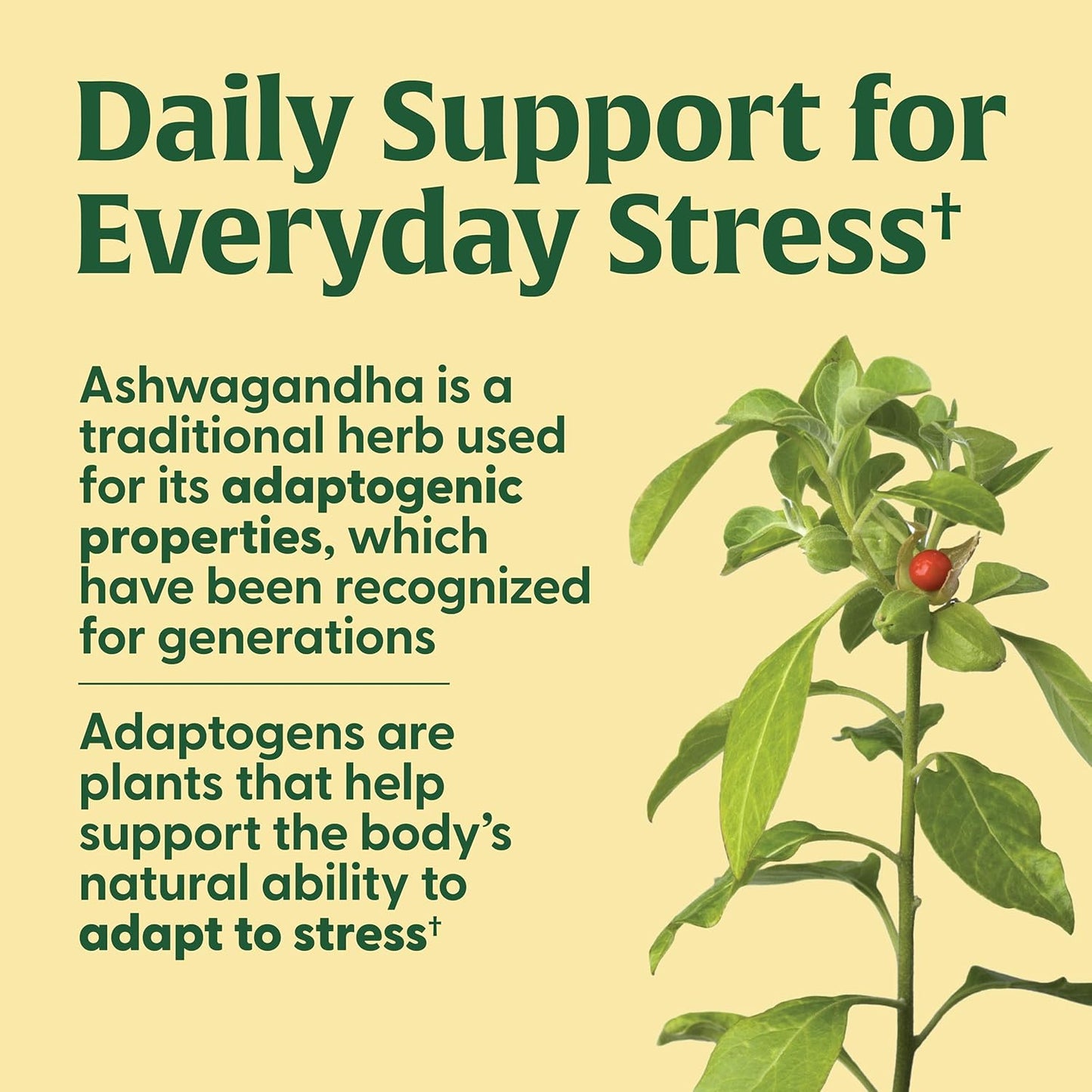 MegaFood Adrenal Strength - Adrenal Support Supplements with Ashwagandha and Magnesium Glycinate, Vitamin C, Holy Basil, Astragalus, Reduces Cortisol Levels - Vegetarian - 60 Tablets (30 Servings)