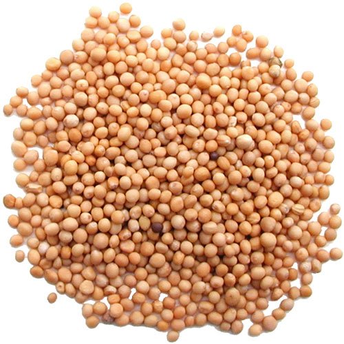 Pride Of India – Yellow Mustard Seed Whole – Pungent & Aromatic – Gourmet Indian Spice – Add in Salads/Dressings/Chicken/ Meat/Pickles – Easy to Store - 11 Oz (Pack of 1)