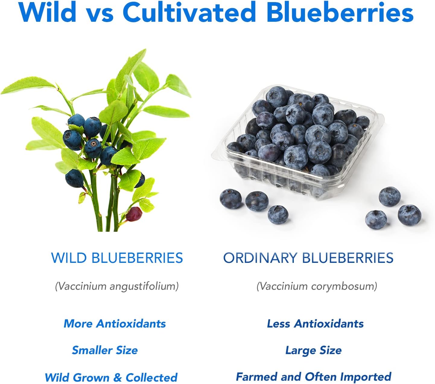 100% Pure Wild Blueberry Powder | Rich in Antioxidants | Made with Canada Grade-A Wild Crafted Blueberries, Perfect for Smoothies, Snacks & Baking (8 oz)