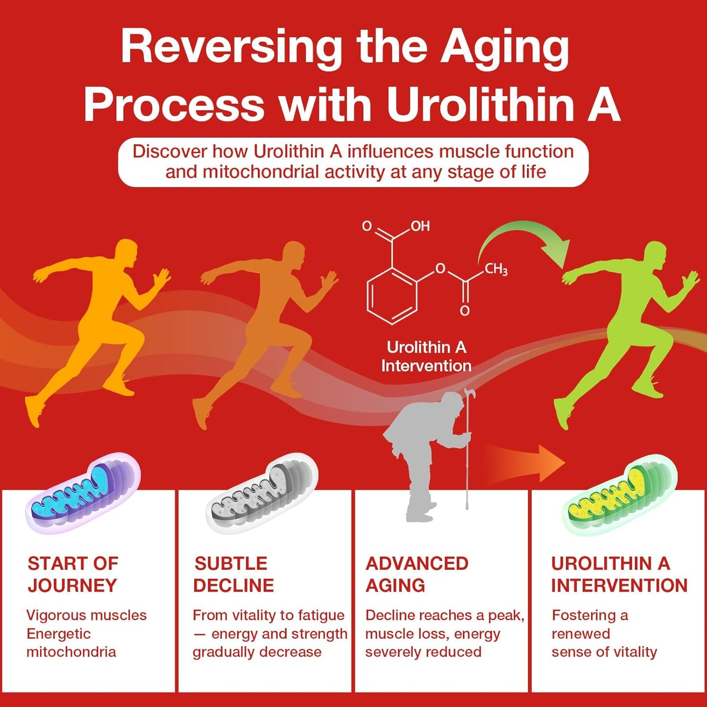 Urolithin A Supplement with CoQ10 & Resveratrol for Mitochondrial, Cellular Energy, Antioxidants & Anti-Aging – High Potency & Vegan & Gluten-Free – 120 Softgels