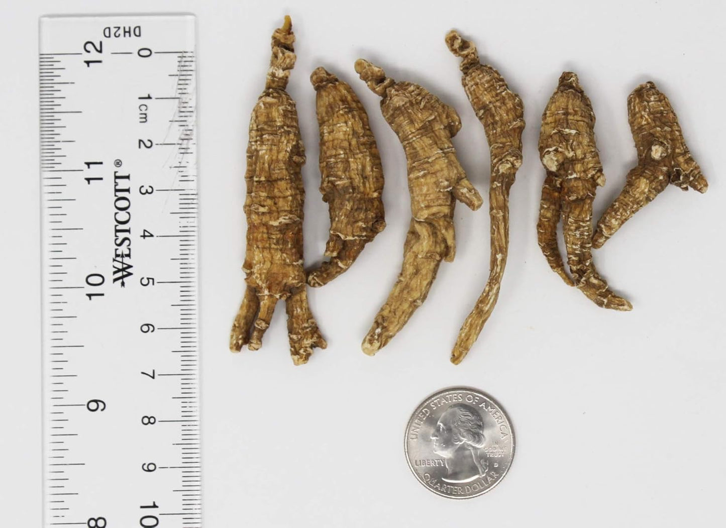 1LB=453g/Box American Ginseng,Hand-Selected Wisconsin Farmed Ginseng Root | Long Small |美国威斯康辛州 长枝西洋参 花旗参 礼盒装 |Cultivated Wisconsin American Ginseng WI 063# Box