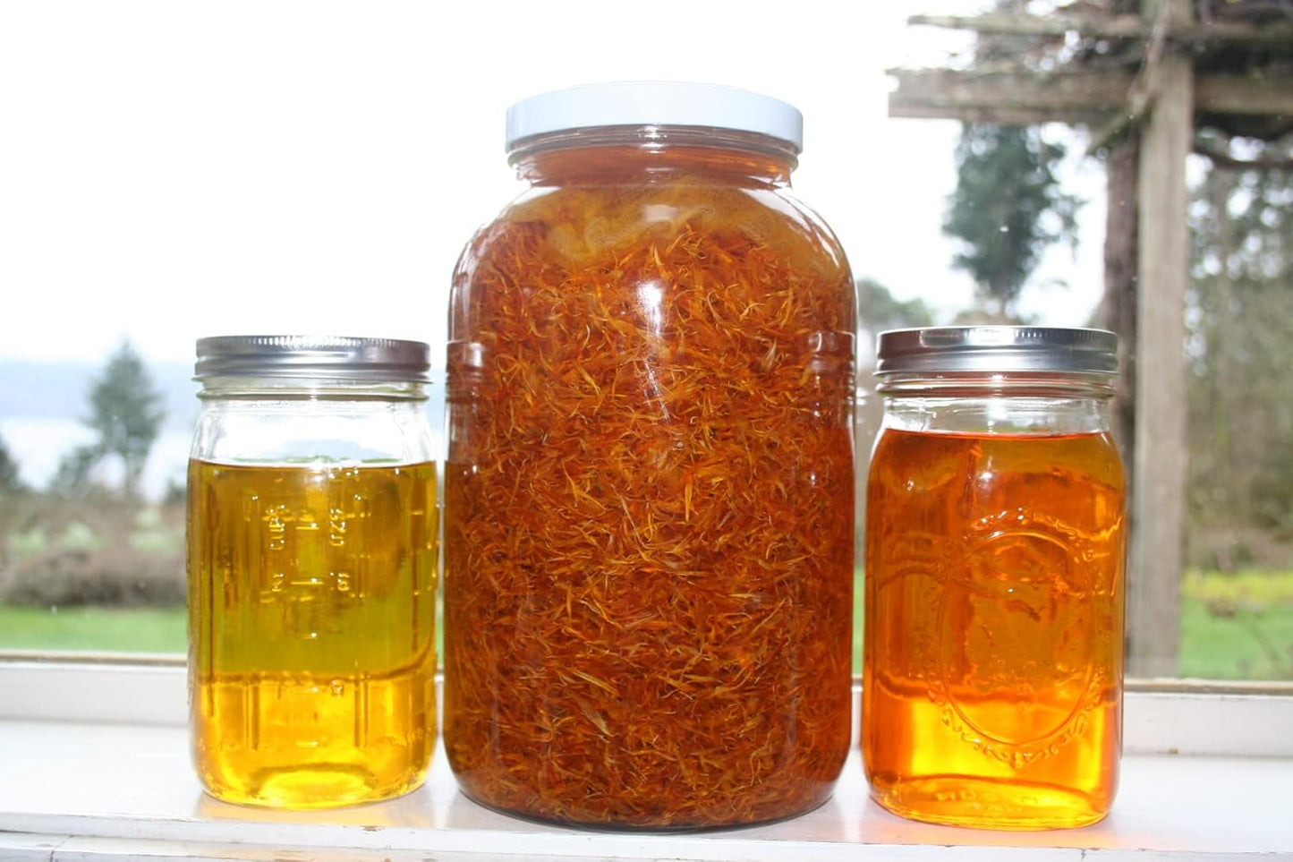 100% Pure Red Raspberry Seed Oil – 2 fl oz | Sustainably Cold-Pressed from Northwest Co-op Raspberries