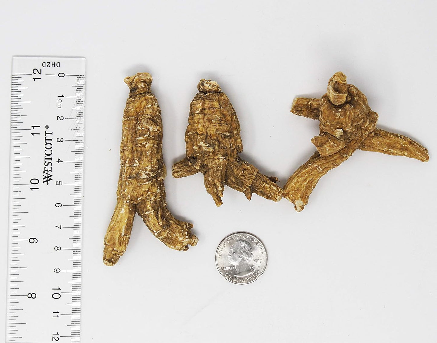 1LB HAmerican Wisconsin Farmed Ginseng Root and-Selected Medium&Large 美国威斯康辛州 长枝西洋参 花旗参 | Cultivated Wisconsin American Ginseng (Large 16oz/Box)