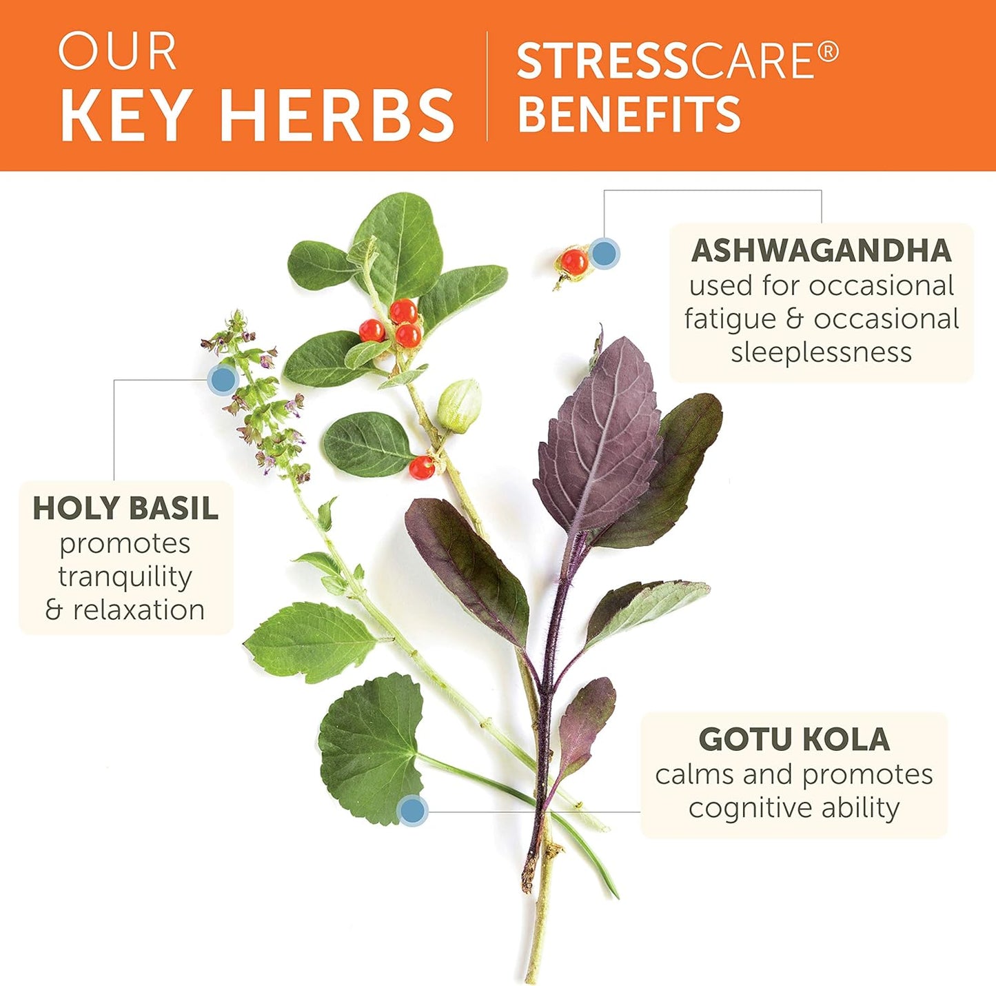 Himalaya StressCare, 60 Day Supply - Herbal Adrenal Support for Calming Relaxation, Stress Relief, Energy Support and Occasional Sleeplessness - Vegan, Non-GMO, Gluten Free, 240 Capsules