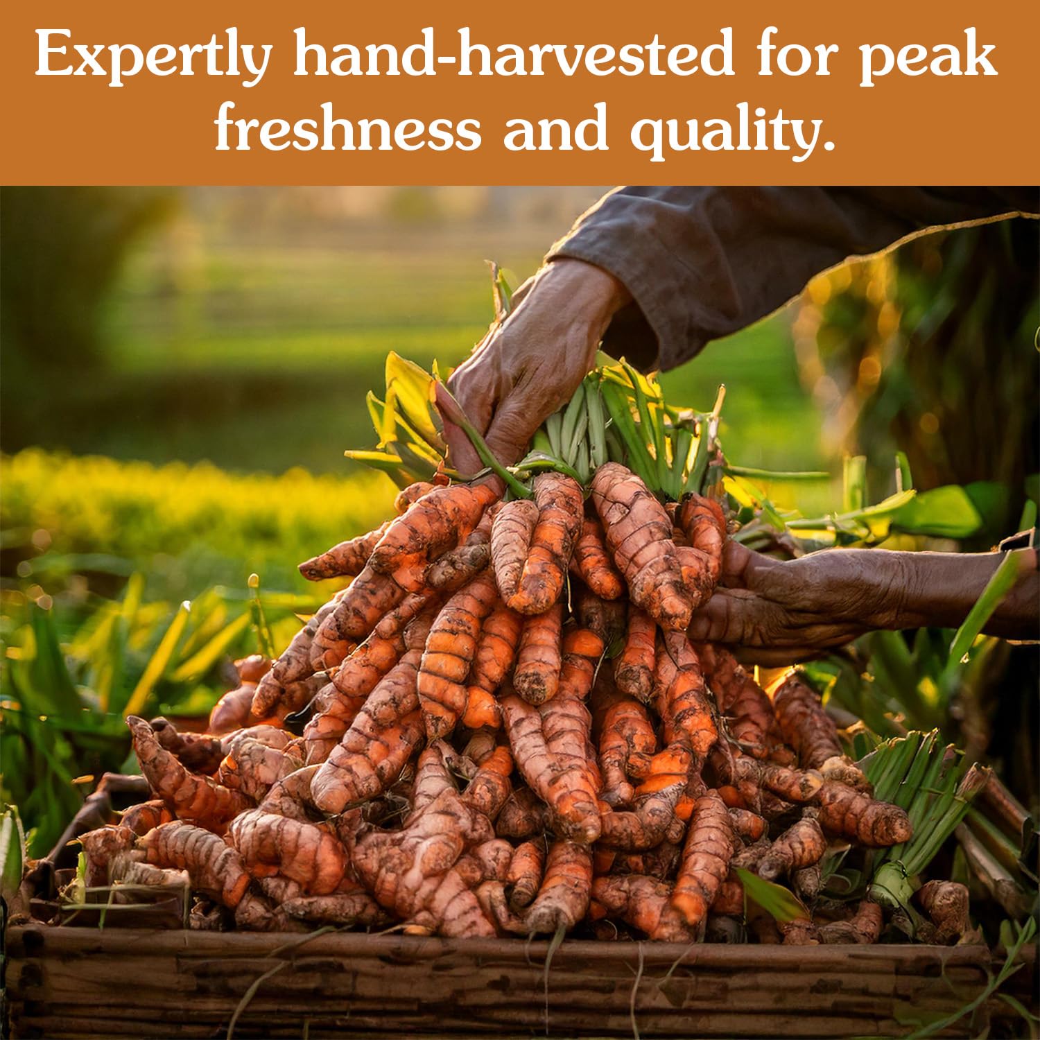 Ancient Roots Turmeric Powder - 100% Pure, Hand-Harvested, Rich in Curcumin, Non-GMO & Gluten-Free 10.5 OZ (100 Servings)