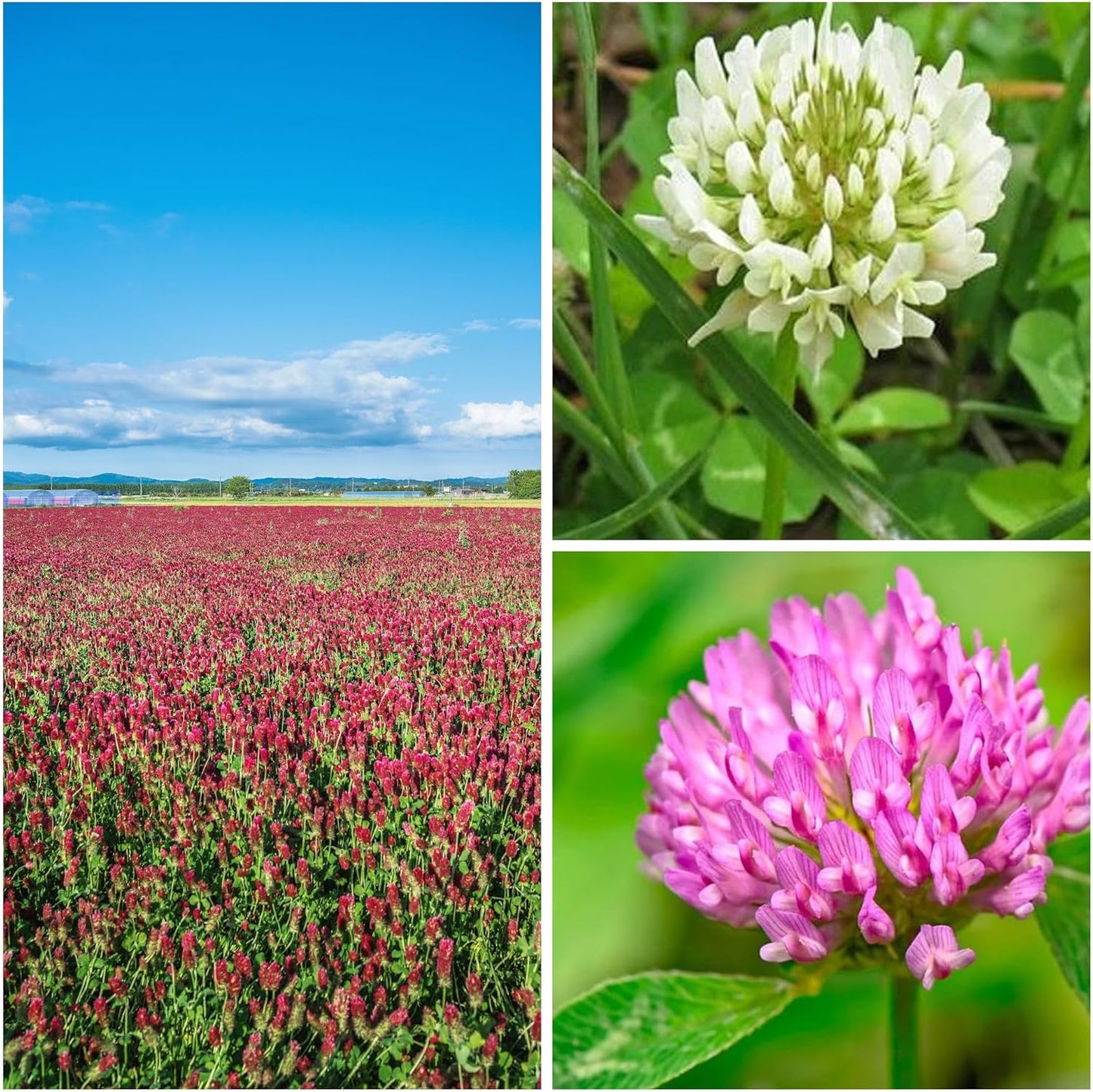 Clover Trio Seed Blend – Premium 5 Lb Bulk ~896,000 Seeds – Red, White & Crimson Clover – Cover Crop & Soil Enrichment Mix