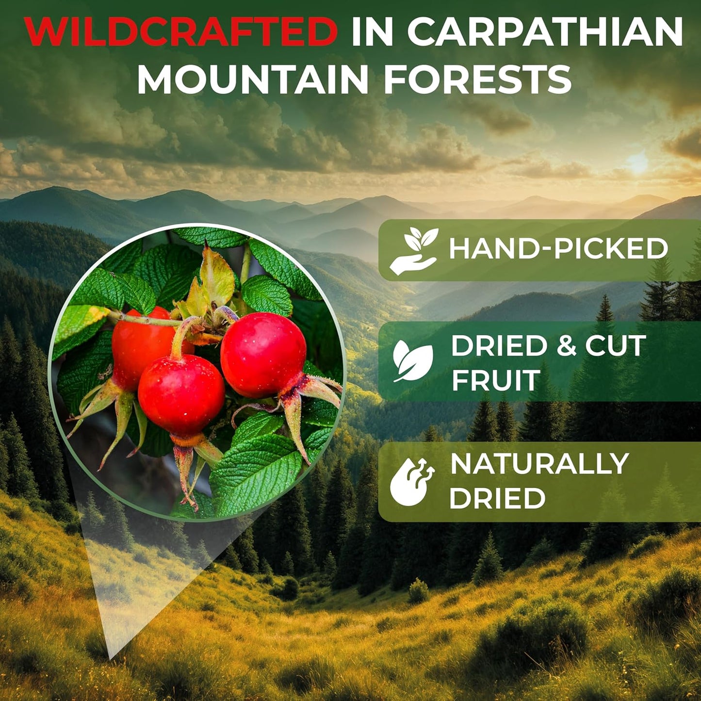 100 Bags Rosehips Tea Dried Rose Hips Crushed (Roza Cinamomea) - 100 Count 1.5 g Tea Bags Rosehip Berries