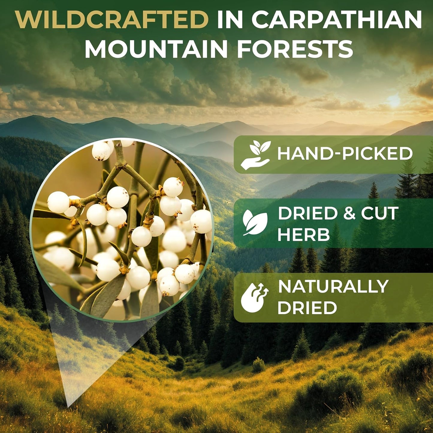 30 Bags Dried Mistletoe Herb Tea (Viscum) - 30 Count 1.5g Tea Bags Mistletoe Herb Muerdago