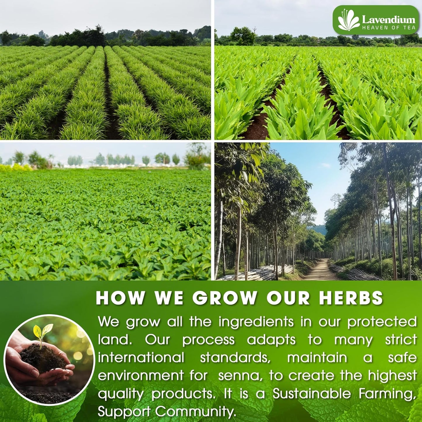 100 Bags - SIimming Detox Tea Caffeine Free - Herbal Tea with Chamomile, Hibiscus Tea & Ginger Root for Colon Cleanse – Natural Citrus & Cinnamon Herbal Tea for Digestive Health