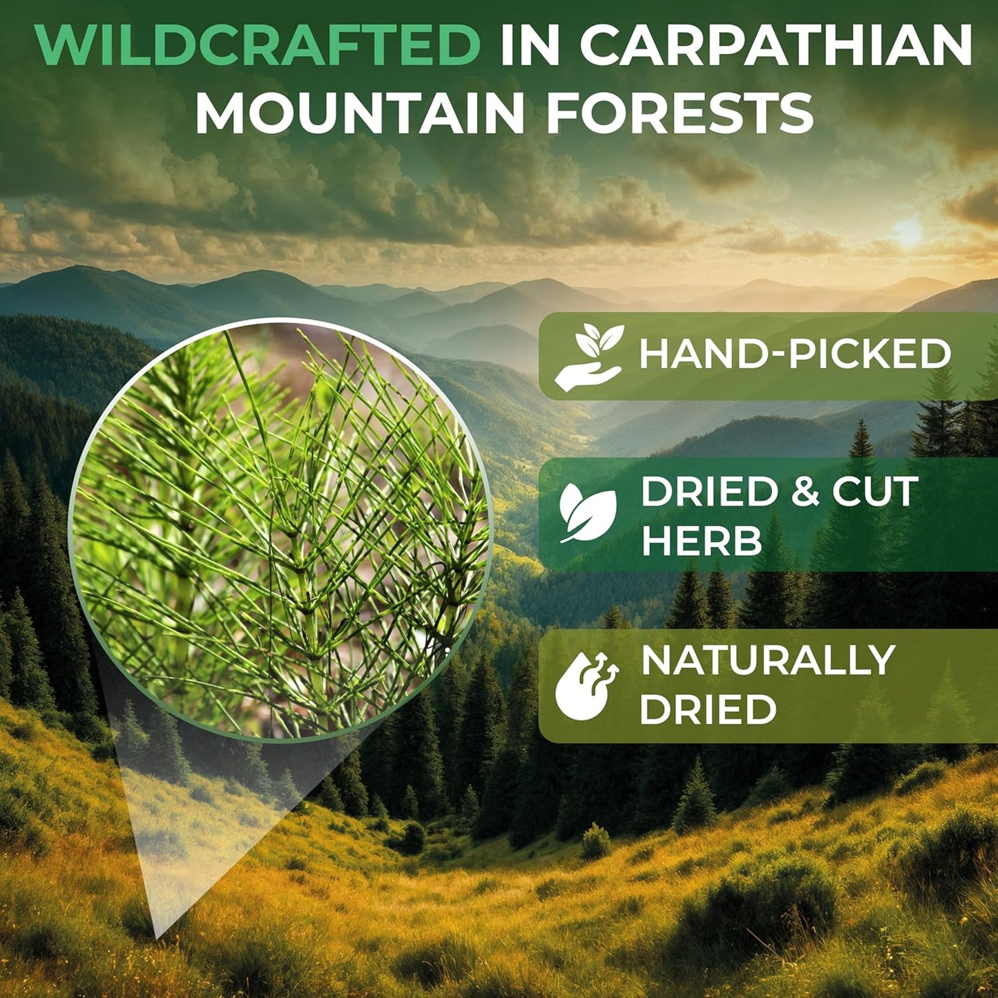 20 Bags Dried Horsetail Herb Tea Shavegrass Cola De Caballo Hierba (Equisetum Arvense) - 20 Count 1.5 g Tea Bags Horsetail Leaf Leaves Herb