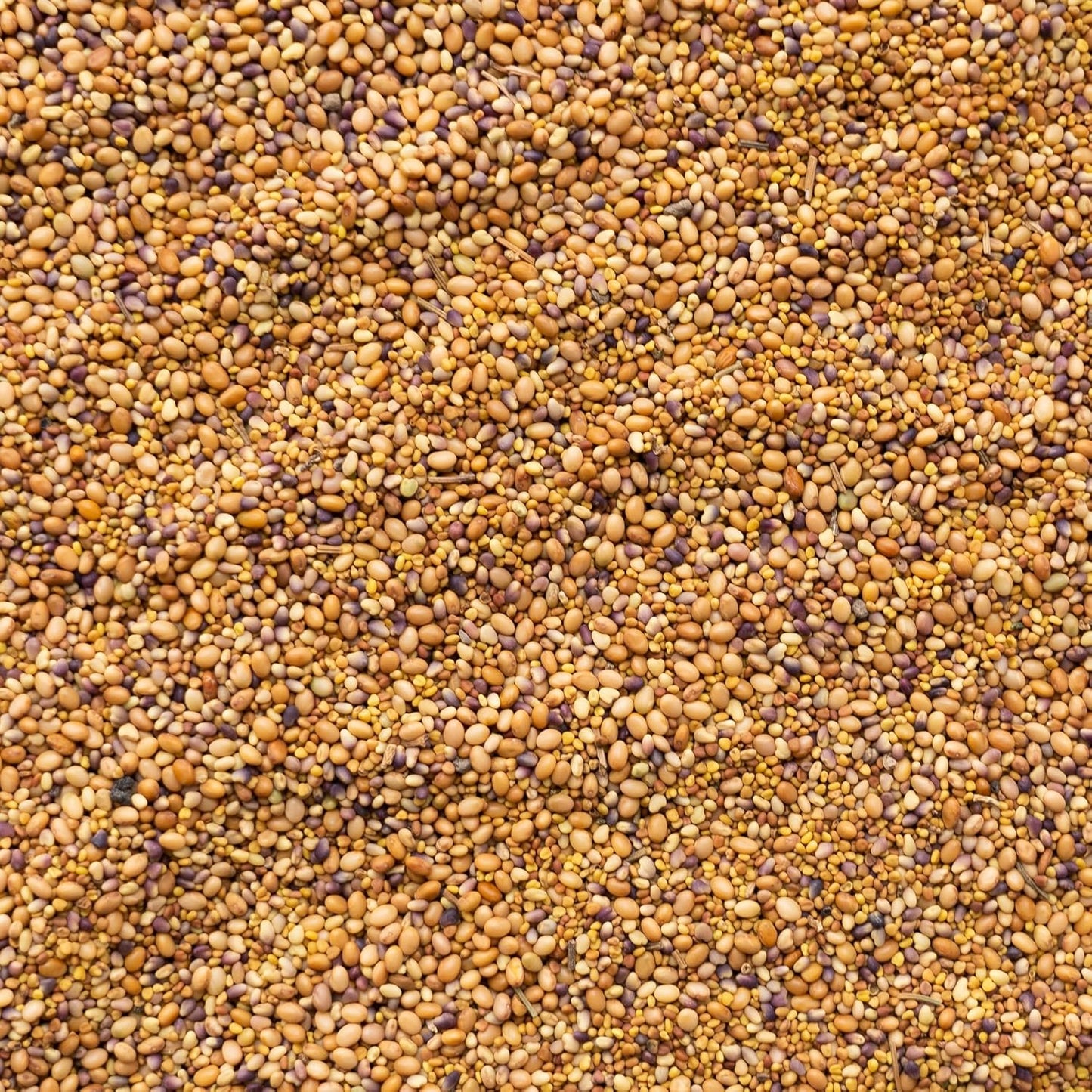 Clover Trio Seed Blend – Premium 5 Lb Bulk ~896,000 Seeds – Red, White & Crimson Clover – Cover Crop & Soil Enrichment Mix