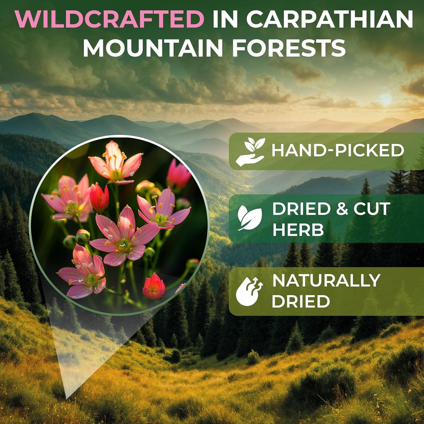 3 oz. Dried Centaury Herb Tea (Centaurium Erythraea L.) - 75g Centaurium Erythraea Herbal Tea Centauria Común