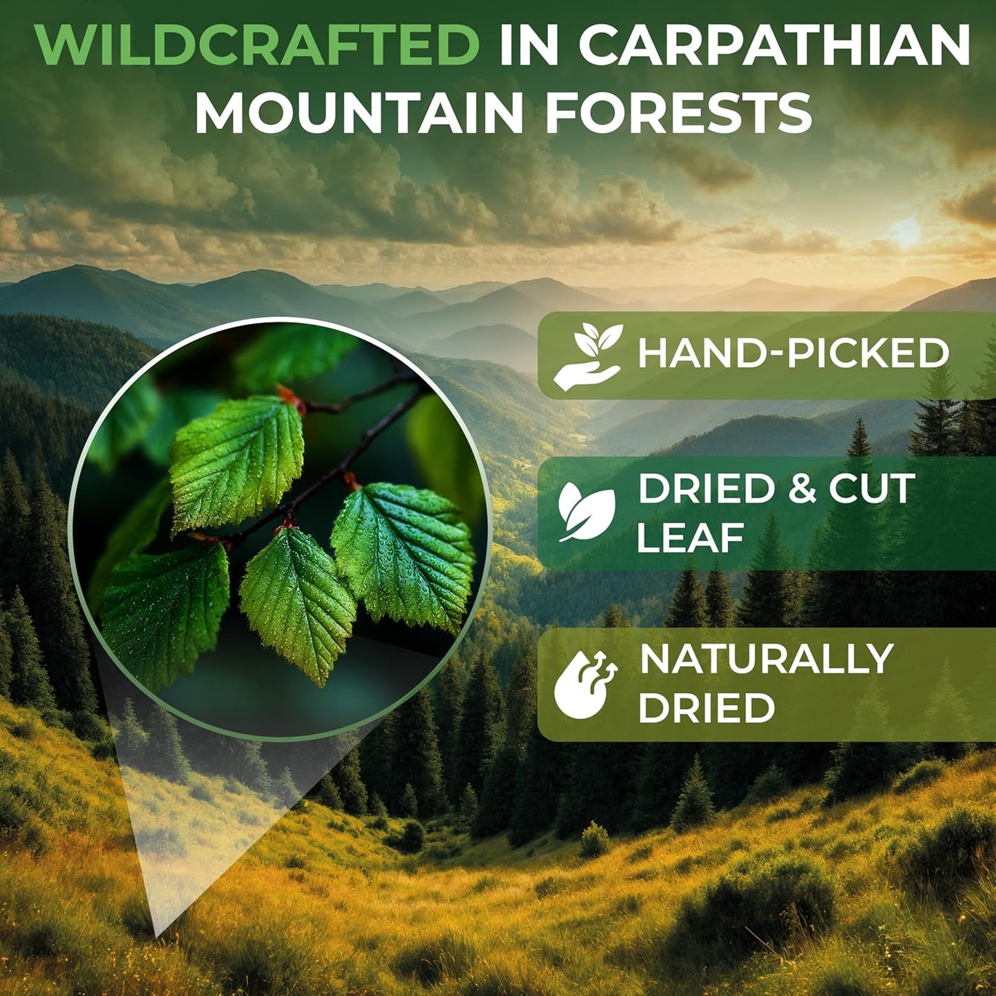 2 oz. Hazel Leaf Herbal Tea (Folium Coryli avellanae) – 56g Dried Hazel Leaf Tea Hojas de Avellano